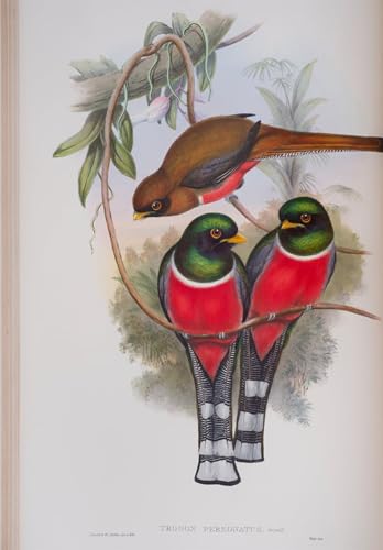 Affiches et gravures Trogon Personatus John Gould, tableau toile moderne salon 60x90
