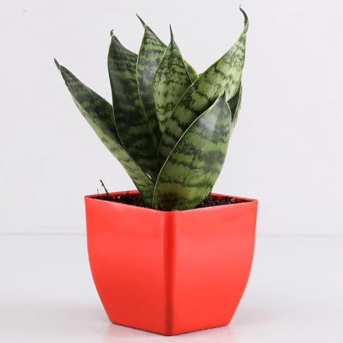 Live Sansevieria Snake Plant with Yellow Plastic 5 Inch Pot Green Snake Plant Indoor Plant for Living Room, Home & Office Decoration (Red)-image-44