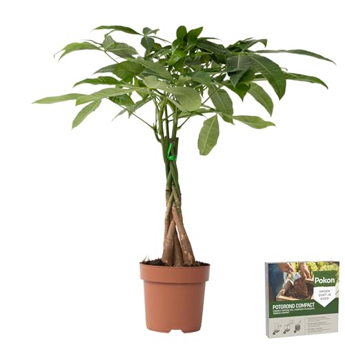 Plant in a Box - Pachira aquatica - Pokon - Alberi del denaro - Vaso 17cm - Altezza 60-70cm - Piante d'appartamento