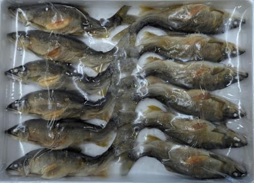 国産 子持鮎 踊り塩焼 30サイズ 1P(12尾)冷凍 業務用 限定品
