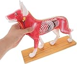 Generisch Anatomisches Modell für Akupunktur bei Hunden – Mit 72 nummerierten Beschriftungen, Sezierungsebenen sind rechts für veterinärmedizinische Studien und Ausstellungszwecke dargestellt.