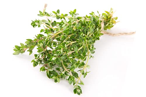 Thym - zaden - Afbeelding 5