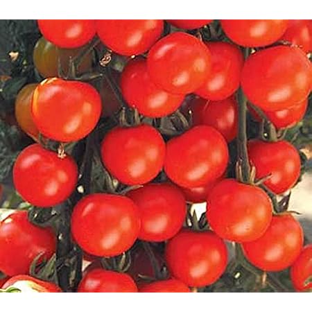 Amazon Com Sweet Baby Girl Tomate Semillas Patio Cesped Y Jardin