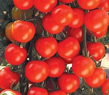 Sweet Baby Girl Tomato Seeds