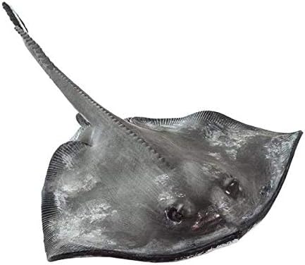 Amazon Safari サファリ ヒラタエイ エイ フィギュア インクレディブルクリーチャーズ 1 4スケールモデル フィギュア ドール 通販