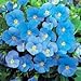 Viola cornuta Perfection Blue 2,000 Seeds