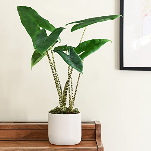 Image of Alocasia Zebrina Indoor Potted House Plants for Home, Office, Conservatory Tiger Striped Foliage Elephant Ear Plant Exotic Shiny Dark Green Likes Warm Temperatures 1 x 17cm Pot by Thompson and Morgan