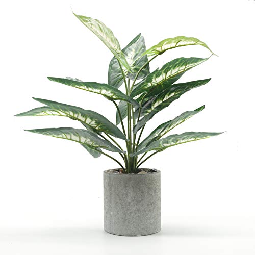 Best Green Leaf For Desk