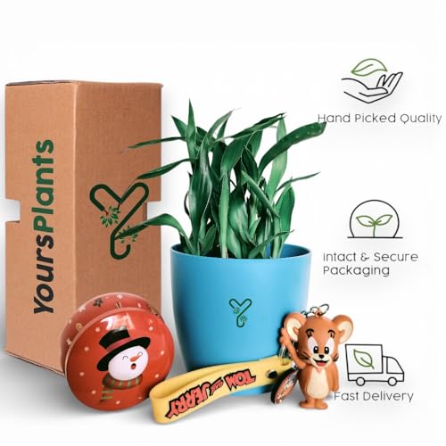 Image of Lucky Bamboo Live Indoor Plant - with Premium Glass /Acrylic Vase and White Rive | Low Maintenance Feng Shui & Vastu Good Luck Plant for Home and Office Decor (Retuen gift)