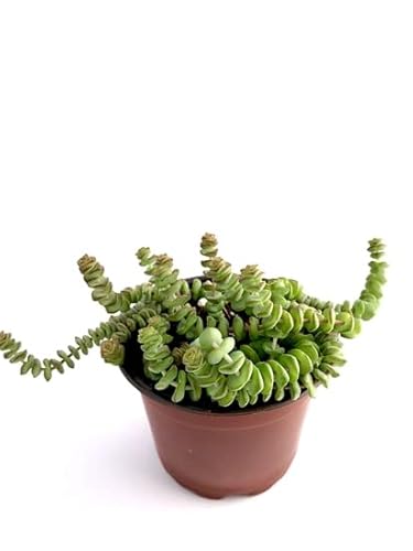 Planta Suculenta Pagoda China Crassula Rupestris Marnieriana