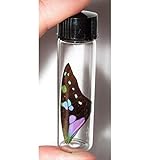 BicBugs Graphium weiskei Butterfly Purple Blue Black Wing Preserved in Vial Papua New Guinea