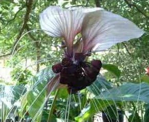 Tacca nivea - 10 Samen - weiße Fledermausblume (devils plant) : Amazon ...