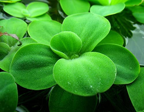 Aquatic Discounts - 3 Types of Super Easy/Beginner Live Aquarium Plants - Bacopa + Hornwort + Easy Floating Plants BUY2GET1FREE!