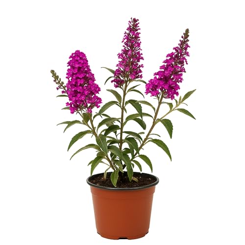 Easy to Grow Buddleia Butterfly Bush Buzz Hot Raspberry 1 Pl...