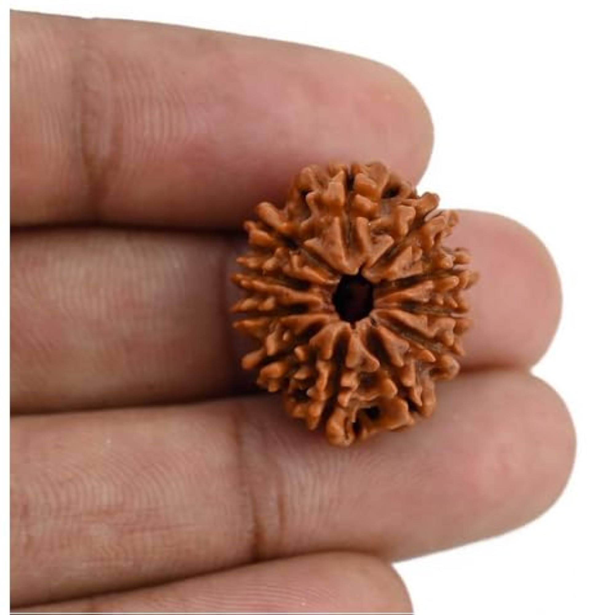 Eleven Face Rudraksha Bead, IGL Lab Certified