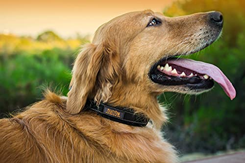 Mighty Paw Neoprene Padded Dog Collar, Reflective Running Dog Collar, Premium Quality Sports Collar, Extra Comfort For Active Dogs #TOP6