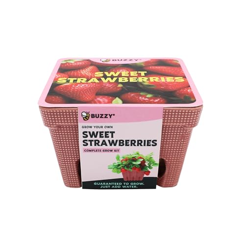BUZZY Seeds Large Ceramic Strawberry Basket Grow Kit – Decorative Planter with Strawberry Seeds and Growing Medium Included, All-in-One Starter for Indoor or Outdoor Gardening