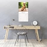 Avonside Rhodesian Ridgeback 2027 Kalendarz z Naklejkami Organizacyjnymi, 16-Miesięczny Kwadratowy Kalendarz Ścienny (wrz 2026 - gru 2027), Planer dla Miłośników Psów, 29,5 x 29,5 cm