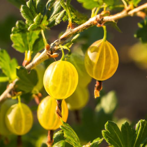 Lincolnshire Fruits - Hinnonmaki Yellow Gooseberry-Potted 3Ltr