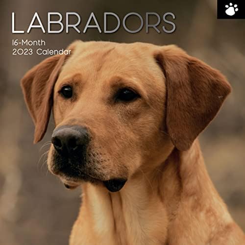 Wall Calendar 2023 - Labradors, 30 x 30 CM Monthly View, 16-Month, Animals - Paw Prints Theme, Includes 180 Reminder Stickers