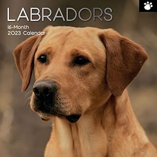 Wall Calendar 2023 - Labradors, 30 x 30 CM Monthly View, 16-Month, Animals - Paw Prints Theme, Includes 180 Reminder Stickers