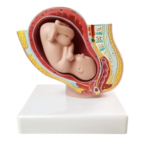 Image of NEW HORIZON Medical Anatomical Pregnant Human Female Pelvis with Pregnancy 9 Months Baby Fetus Mode 1 /2 Life Size with Removable Organs, 2-Parts, Hand Painted