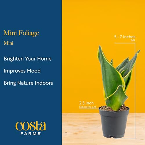 Costa Farms Live Mini Indoor Plants in Plastic Pots, Easy to Maintain, Air Purifying Houseplants, Home, Room, or Office Decor, House Warming or Birthday Gift, 4-6 Inches Tall, Pack of 6 - Image 5