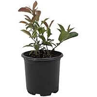 Plants for Pets Red Tip Photinia Plants Live Plant Outdoor Plants (Black)
