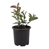 Red Tip Photinia Plants Live Plant Outdoor Plants, Live Plants in Planters for Outdoor Garden Decor, Red Plant Flowering Shrubs Privacy Trees, Live Potted Plants Live Trees Hedge by Plants for Pets