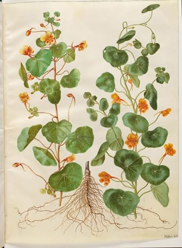 Lienzo Tropaeolum Minus Hans Simon Holtzbecker pintura famosa calidad museo