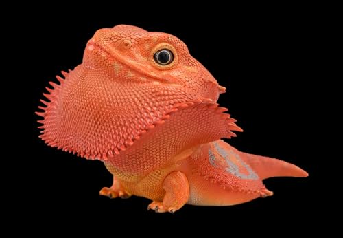 Estatua de lagarto artesanal realista Animal Serie 16 miniatura 7