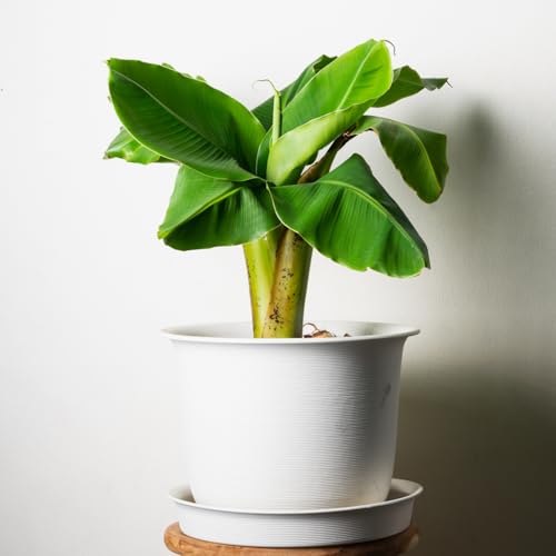 Dwarf Cavendish Banana Tree Starter, Live Banana Plant 5 Inches Height Bareroot, Fruit Tree Live Plant
