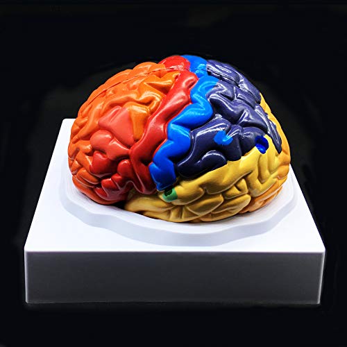 Human Brain Model,Color-Coded Partitioned Brain,2 Parts, Anatomically Accurate Brain Model Life Size Human Brain Anatomy for Science Classroom Study Display Teaching Medical Model
