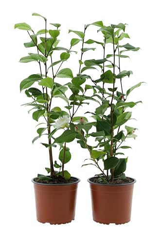 Camellia japonica P19 Lot de 2 roses 65-80 cm