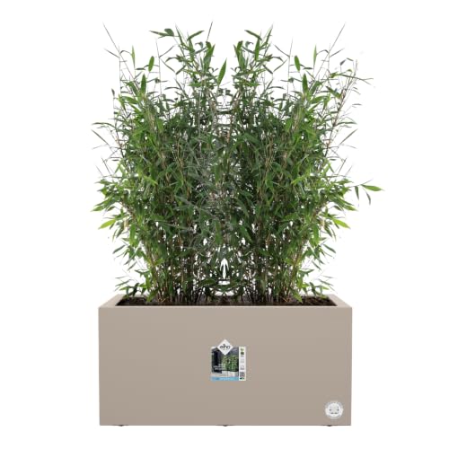 elho vivo Next lang 60cm Pflanztöpfe - Mushroom Beige – Ansicht 3