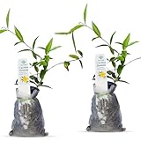 Carolina Jasmine Plant, Live Evergreen Vine, Fragrant Yellow Blooms, Fast Growing Climber for Trellis, Fences, or Arbors - Gelsemium sempervirens - 2 Bags