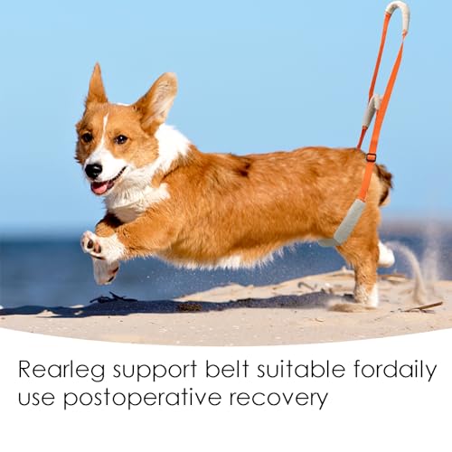 Hundegeschirr Grosse Hunde Gehhilfe mit Sicherheitsgurt - Tragehilfe für Kranke & Altere Hunde