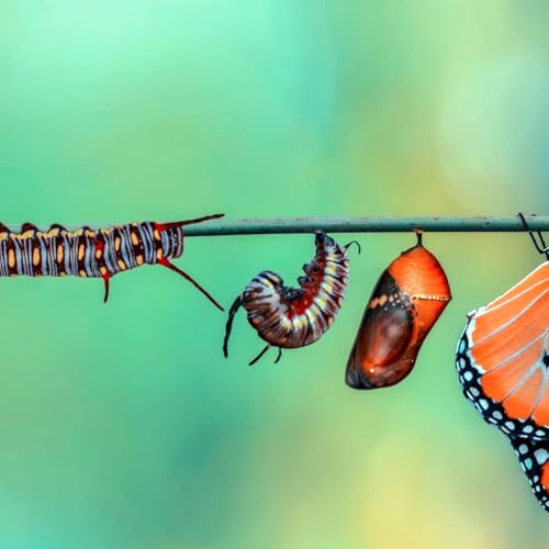 Exploring the Thin Line Tension - Nov 2025 Group Meeting