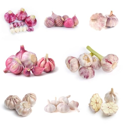 Semillas de ajo, de jardín Semillas de variedades antiguas 250pcs