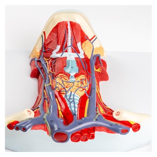 Human Arteriovenous Neck Model, Human Neck and Throat Anatomy Model | View Into Throat Showing Arteries, Veins, Muscles and Bones | Comes on Base