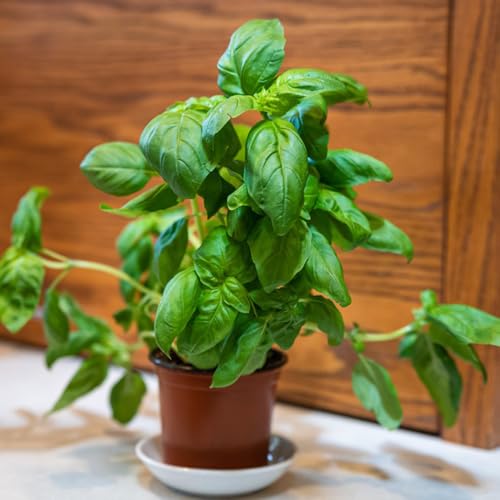 semi di basilico - perenne resistente tappezzante basilico cespuglioso di selvatici perenni resistenti autunnali, selvatiche selvatici 200pcs