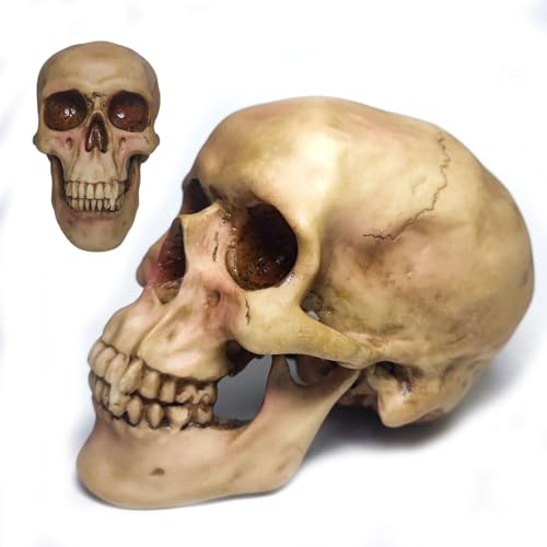 Zomhaos Resin Skull Decor, Plastic Skull Model for Home, Shrunken Head Life Size Skeleton, Simulation Skeleton Head Medical Skull Art Copy for Halloween Decor