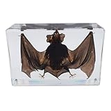 DRXRD Fledermaus-Exemplar in Harz, Hochtransparente Echte Tierpräparation, Gotische Fledermaus Wohnkultur, für Naturwissenschaftlichen Unterricht und Sammlung L
