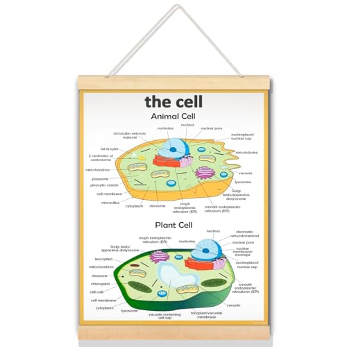 Best Plant And Animal Cell Poster For Classroom & Home