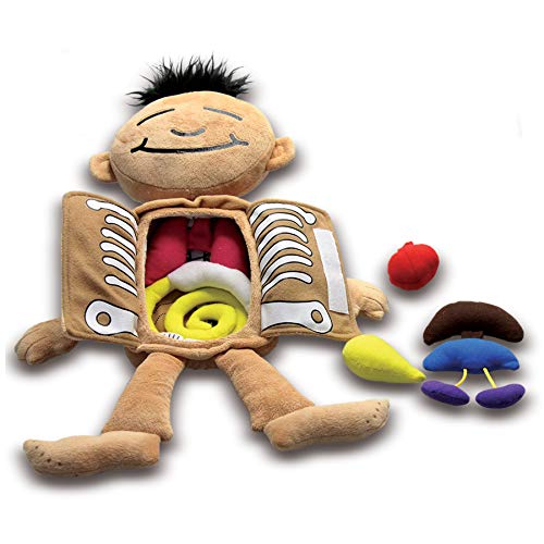 anatomy toys