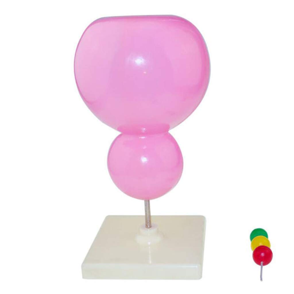 Sjdopulse Medical Anatomical Ribosomal Model - Educational Model Ribosomal Structural Model Study Resources Anatomy Model Scientific Human Anatomy For Educational Teaching