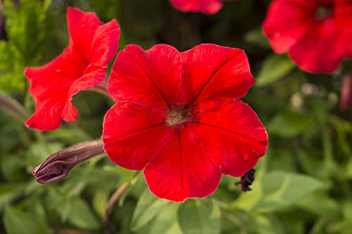 250+ Morning Glory Seeds For Planting, Mixed Color Heirloom Vine, High Germination Rate Open Pollinated Seeds Wonderful Gardening Gifts A01 #TOP5