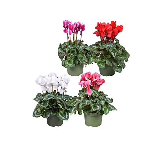 Cyclamen Persicum - Plantas Vivas - Pack 4 Unidades - Plantas Naturales para Decorar el Hogar