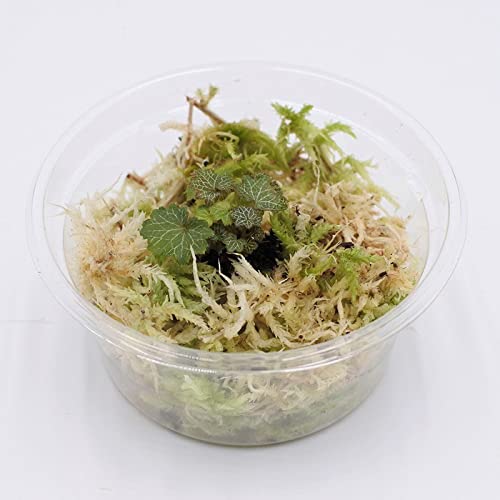 Amazon｜コケのインテリア コケリウム テラリウム 山野草 苔盆栽 苔玉