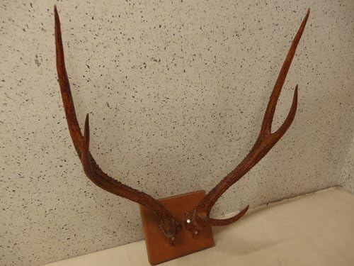 Amazon.co.jp: 0930555k【サイズB】鹿の角オブジェ剥製エゾシカ？標本